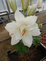 [4376 Snowboard JW No02.JPG]